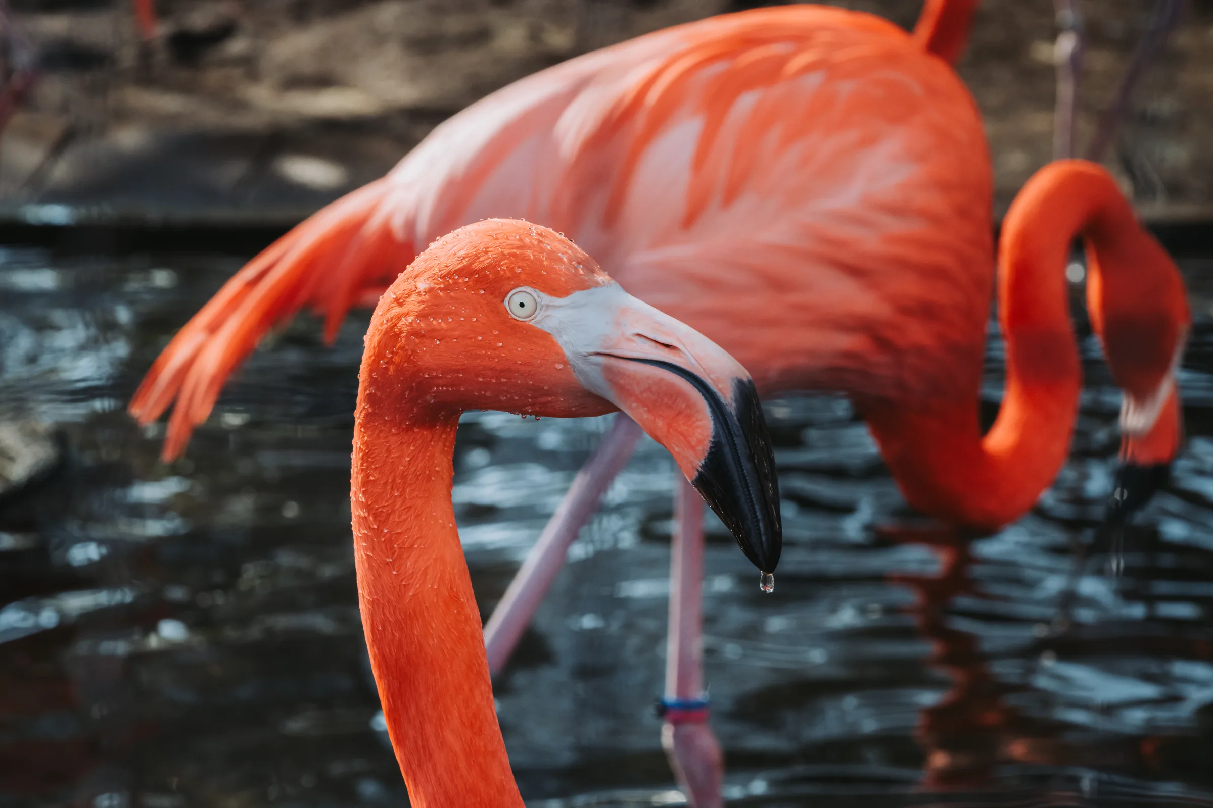 Flamingos