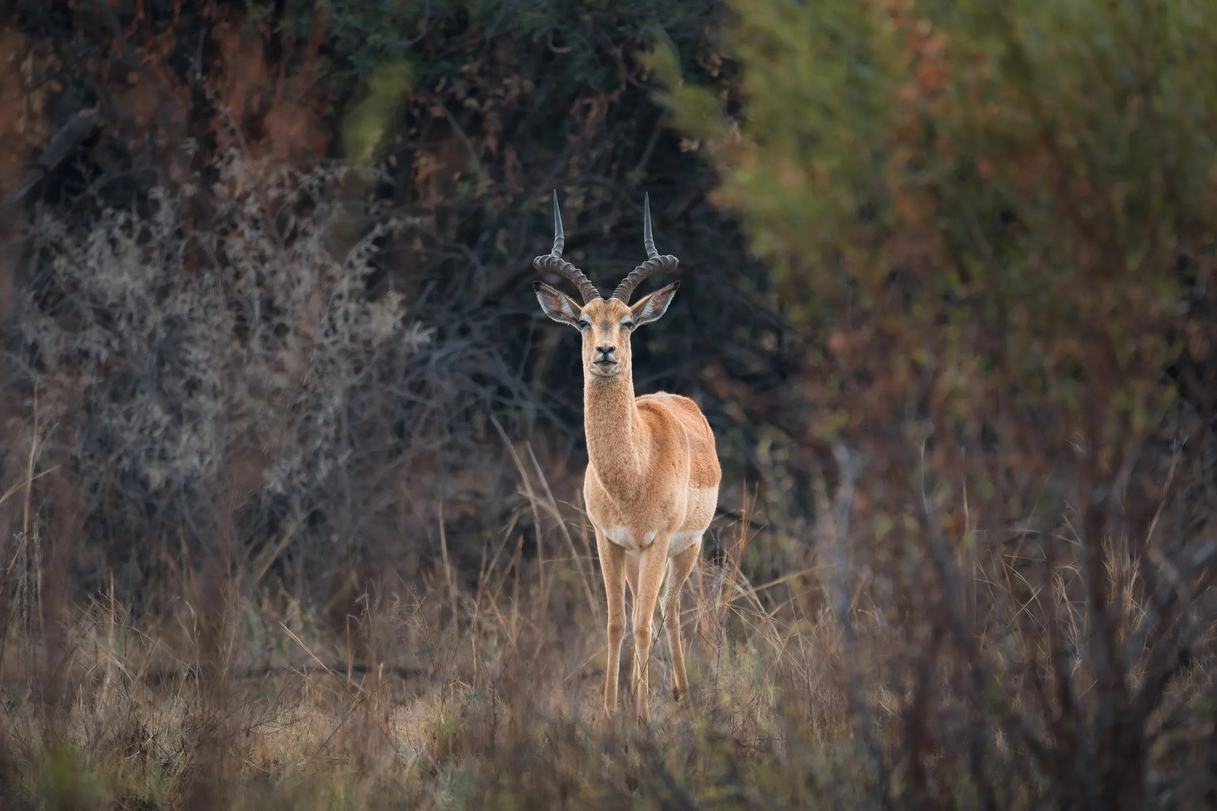 IMPALA STARE